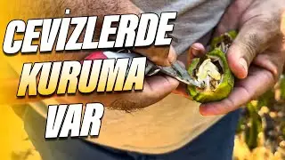 CEVİZLERDE KURUMA VAR