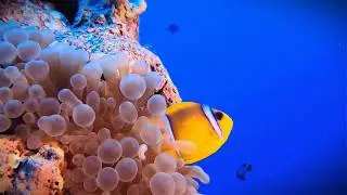 SERENE OCEAN LIFE & RELAXING MUSIC