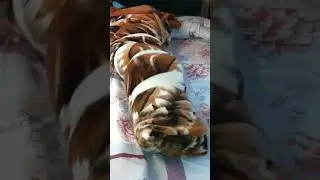Wrap & tie myself in 2 Heavy Weighted Mink Blankets 😌❤️