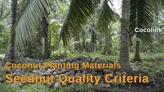 3 Seednut Quality Criteria  (Part 3/4)