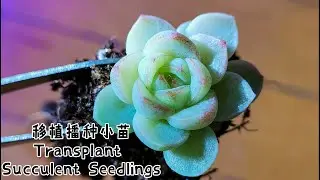 移植多肉实生苗 Transplanting Succulent Seedlings