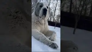 Звезда #выпускник Шилеле Биль Биль