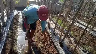 Irit Biaya Olah Lahan !!! Tanpa Bongkar Plastik Mulsa Dan Ajir