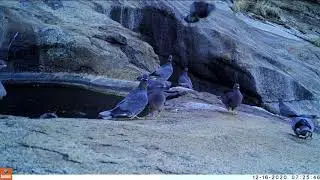 Band tailed Pigeons at Water Source