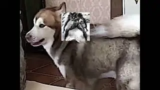 just a template🗿💀