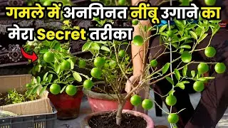 GHAR PAR NIMBU UGANE KA TARIKA | LEMON PLANT CARE GROWING HACKS FERTILIZER | GARDENING | Daily Vlogs
