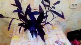 Сеткреазия-фиолетовая красавица!