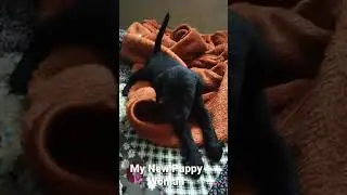 My New Puppy His Name Kuki #kuki #puppy #black_puppy
