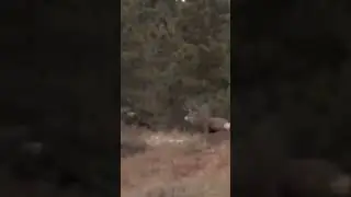 Huge buck shot (animal hunting #90)