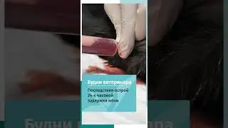 Острая задержка мочи у кота
