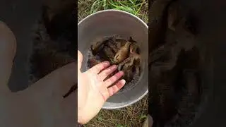 клюет карась ))