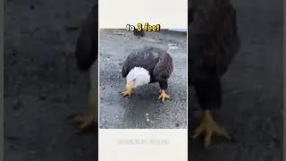 This Guy Feed a Wild Bald Eagle 