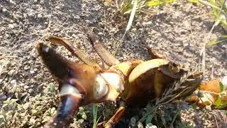 the crab. khekada  kasa palala