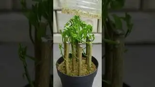 Propagation Lemon Tree From Cuttings Using Turmeric Powder 