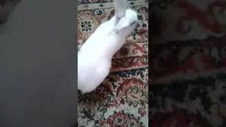 Подарили кролика:3