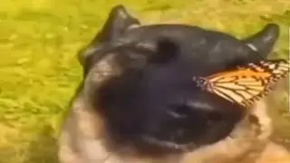 🐶🦋