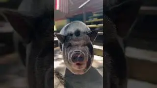 How to wash your pig #thedinosauromelette