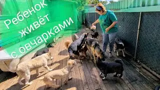 Ураган вторые сутки и ребенок с овчарками