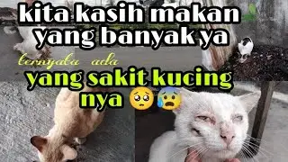 kasih makan kucing jalanan!!!kasian ada yang sakit mata