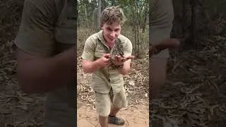 Robert Irwin's frilly friend