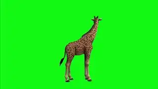Giraffe Green Screen | 101 tags