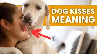 What Your Dog's Kisses Really Mean