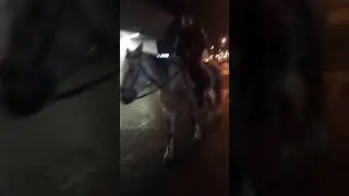 Московский жеребец !)