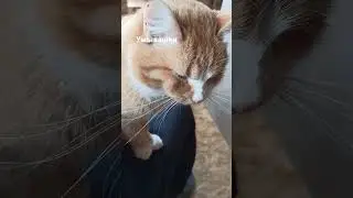 Тигруля умывается 
