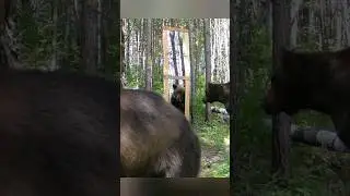МЕДВЕДИ И ЗЕРКАЛО. 