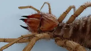 Monstrous Solifugae 3D Model | Download link in description