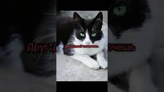 Немного предыстории 🐾#2024 #топ #история