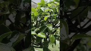 Natural rain