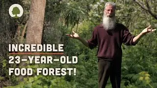Couple Transform Land into an Amazing Permaculture Food Forest