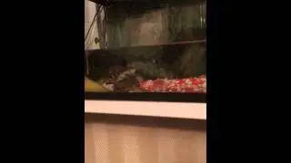 Рафик точит свои саи.
