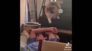 Жестокое нападение кота