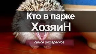 Кто в парке ХозяиН