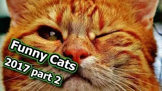 ♥Amavid♥ Funny Cats !!!MUST SEE!! 2017 HD 720p