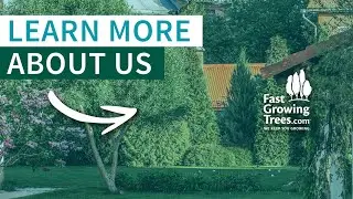 About Us - FastGrowingTrees.com