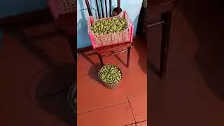 Опережая мороз,собрал Помидоры!