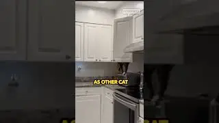 cat realized he's been caught in the act 😾🥹 #cat #kittten #funnycat