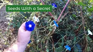 The Psychedelic Mystery of the Morning Glory