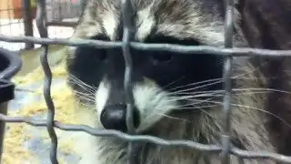 ЕНОТ ЖЖЁТ !