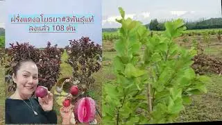 #ทำสวนเกษตรแบบผสมผสาน
