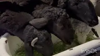 КУЙ БОКИШ РЕЖИМИ