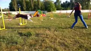 Maria Borysenko and border collie Hikaru Hamyfa (Krueger)