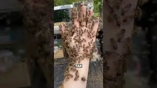 Why don't bees sting beekeepers? 😱 