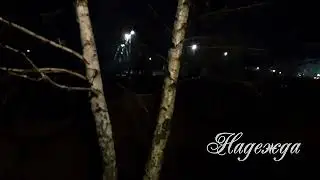 ЛЮБИМЫЙ КАЛИНИНГРАД. НАШИ ЛЮБИМЫЕ БеРёЗкИ уже  СТАЛИ БоЛьШиМи 20.12.2023г.!!!