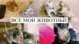 Все мои питомцы/ наш домашний зоопарк 🦄🐹🐠