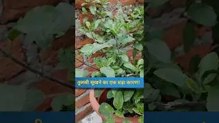 तुलसी को सूखने से कैसे बचाएं? #plants #tulsi #gardening