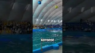 A guy jumped into the water and did something no one expected 